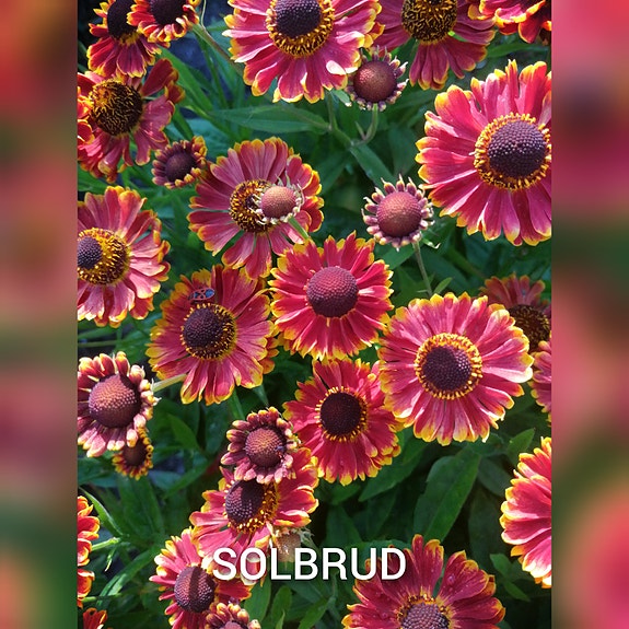 Product image 48 of 94