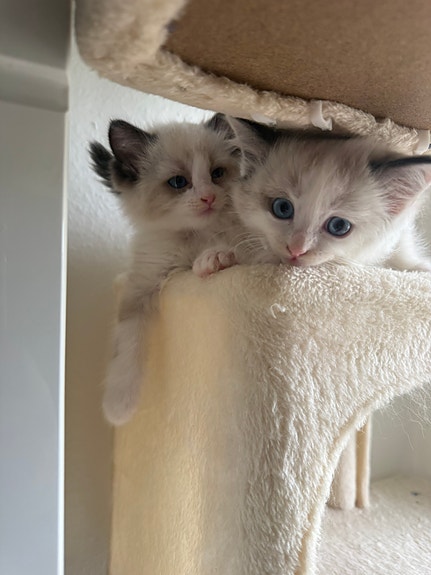 Product image 11 of 15