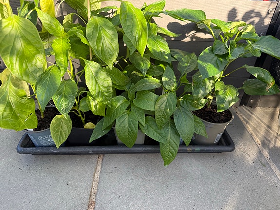 Product image 11 of 11