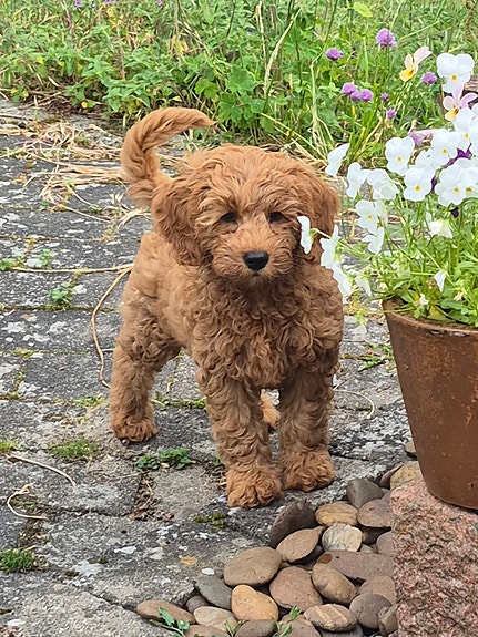 Product image 4 of 14