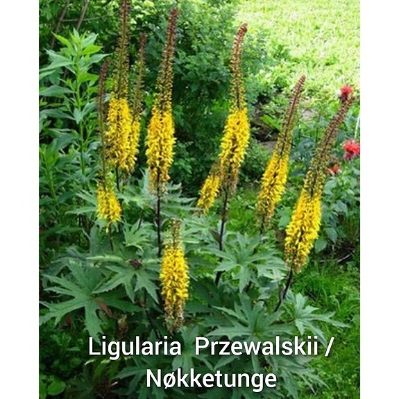 Product image 53 of 92