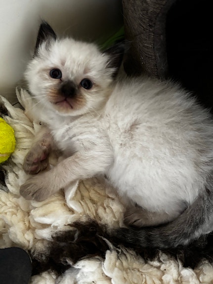 Product image 6 of 10