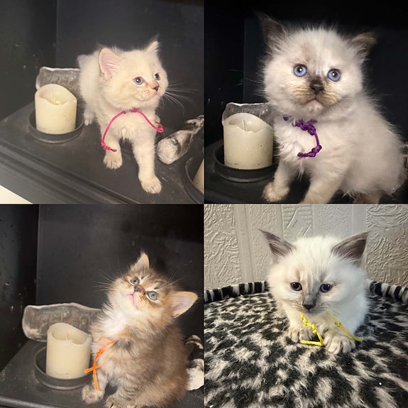 Product image 2 of 9