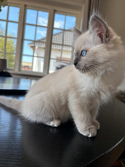 Product image 6 of 10