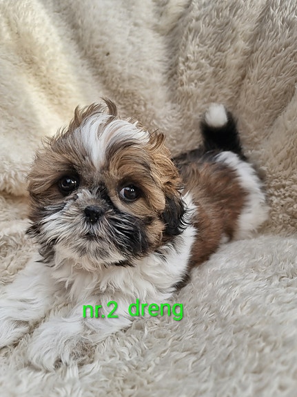 Product image 3 of 10