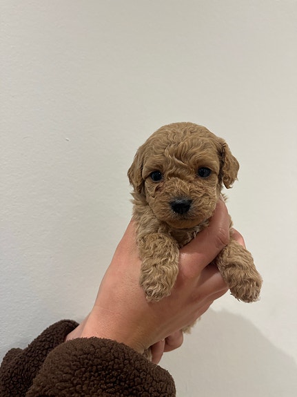 Product image 1 of 8