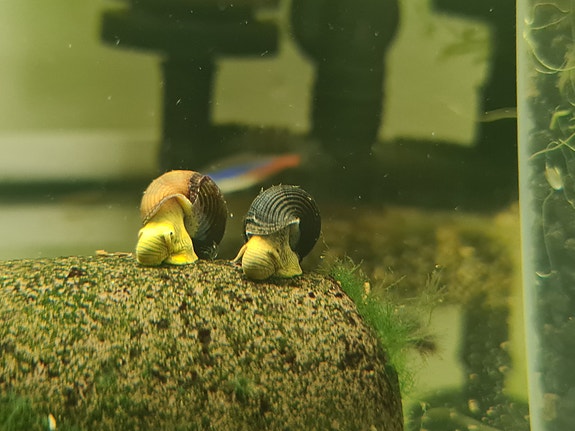 Gule Tylomelania snegle