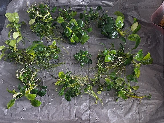 Akvarieplanter Anubias til ferskvandsakvarium