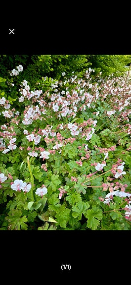 Billige geranium spessart (storkenæb) - barrods og hele planter