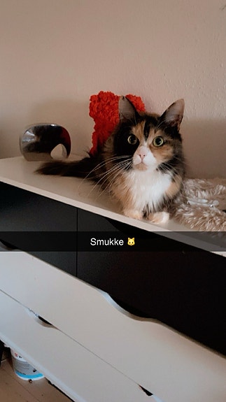 Lækker hunkat