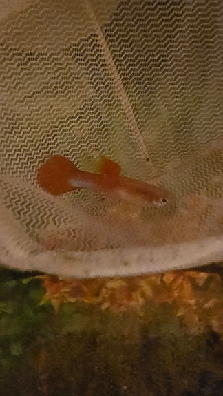 Yellow/red guppy