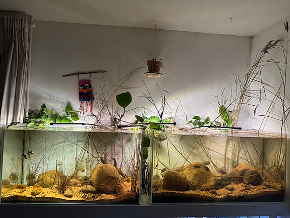 To store flotte Aquascape akvarier