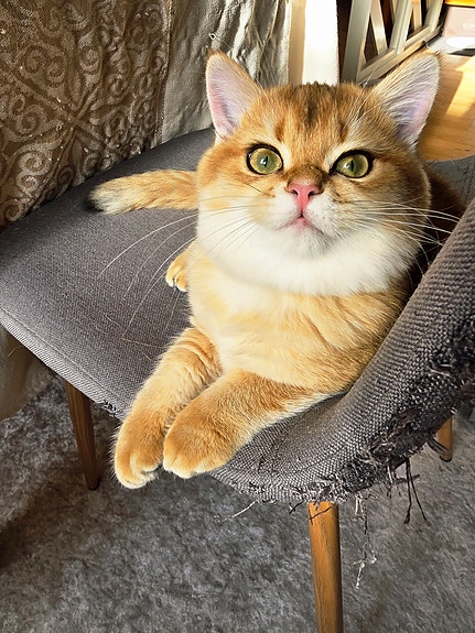 British Shorthair hankilling – Black Golden