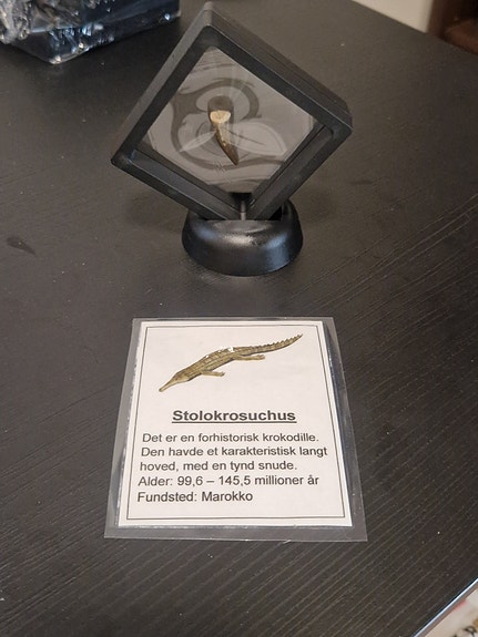 Har denne stolokrosuchus krokodille tand på 2,6cm 🙂🙂