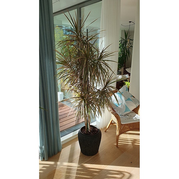 Stor dragetræ (Dracaena marginata), 2,5 m, i sort krukke