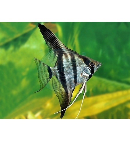 Pterophyllum scalare sp