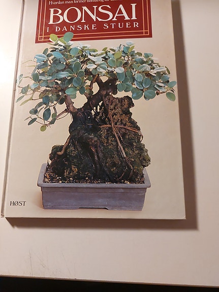 Bonsai i danske stuer ved Ulla Dietl