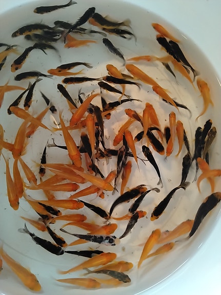 koi yngel.