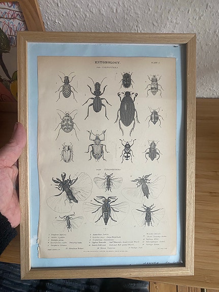 Antik planche med insekter