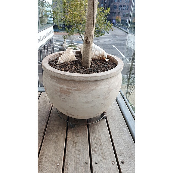 Oliventræ ca. 210 cm i stor krukke på hjul