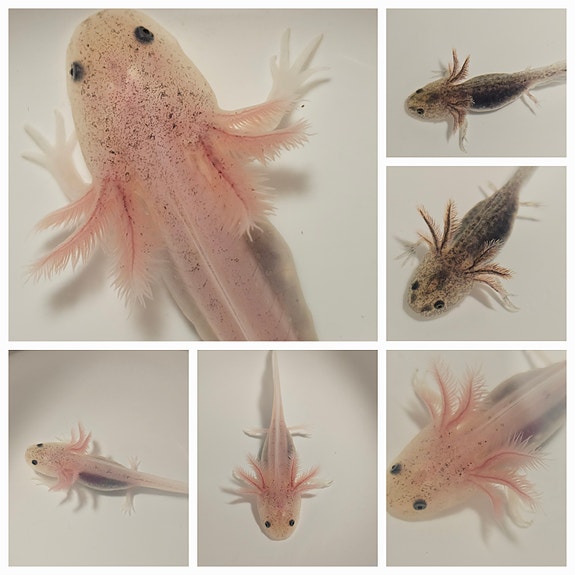 Product image 42 of 44