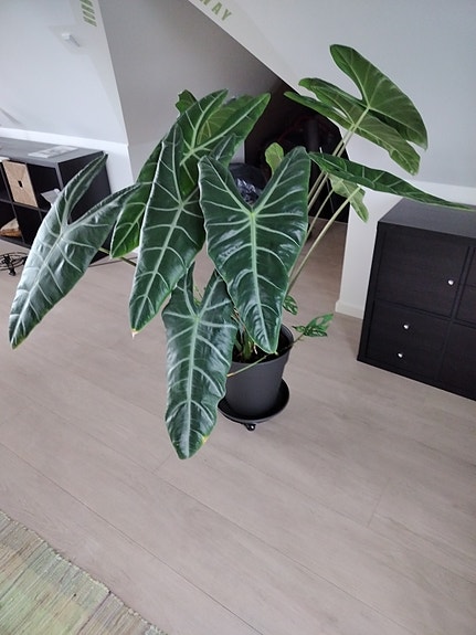 Product image 16 of 17