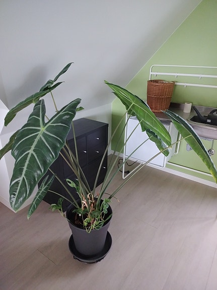 Product image 13 of 17